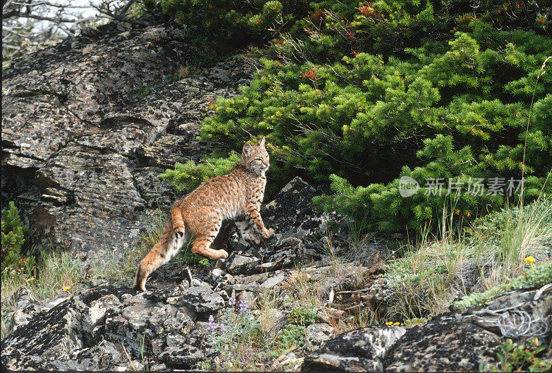 山猫(Lynx rufus)，也被称为红山猫，是一种中型猫，原产于北美。它的分布范围从加拿大南部到美国大部分地区，再到墨西哥的瓦哈卡州。蒙大拿东冰川。